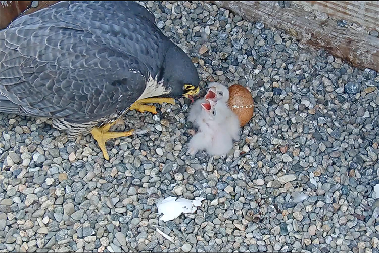 Peregrine falcon with two chicks