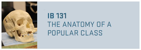 IB 131 - Anatomy of a Popular Class