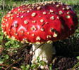 Amanita mushroom