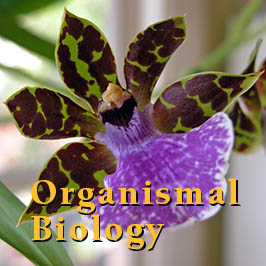 Spring 2024 Organismal Biology Schedule