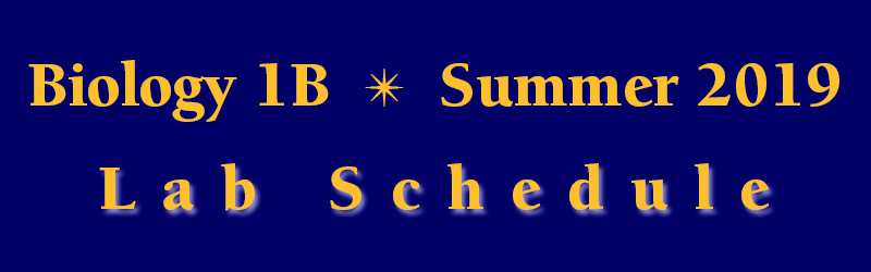 Lab Schedule Summer Session 2019