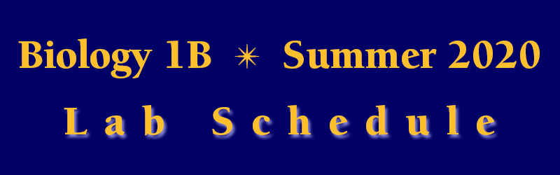 Lab Schedule Summer Session 2020