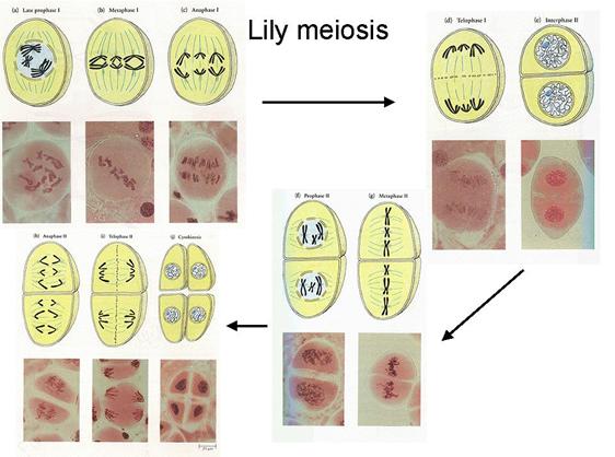 steps of meiosis. Meiosis