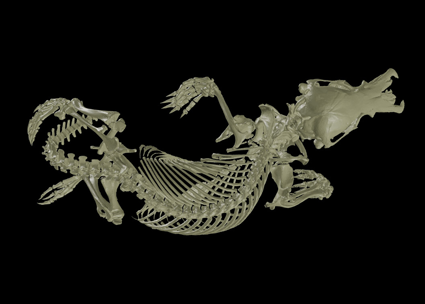 Platypus skeleton on black background