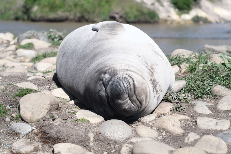 Elephant Seal