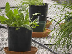 Research plants in the greenhouse