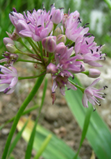Allium brevistylum from Utah and Colorado.