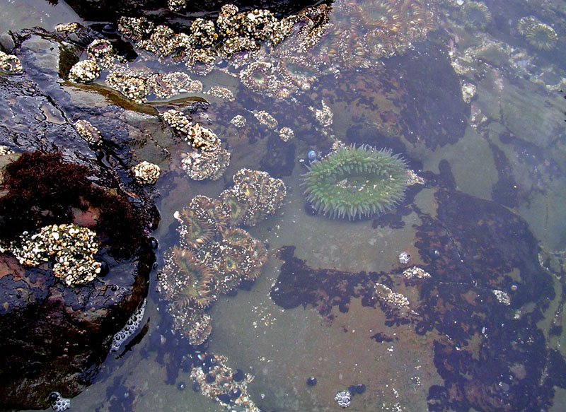 cnidarians