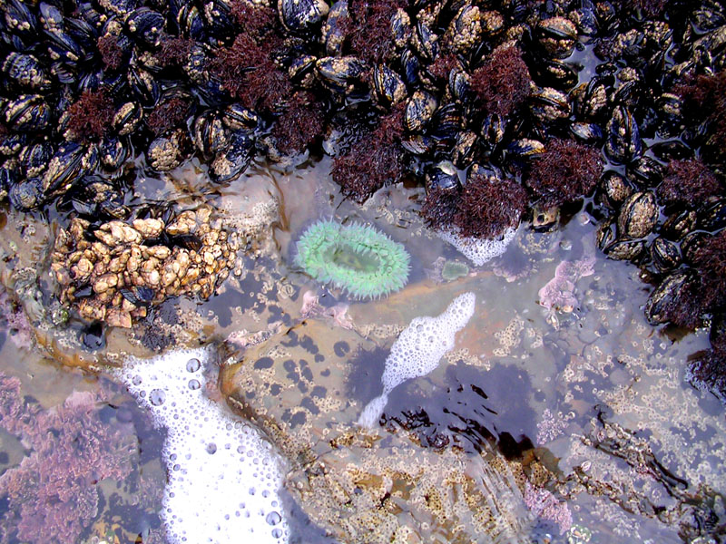 tidepool