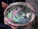 abalone_shell_in