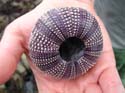 urchin_skeleton