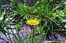 Vernal Pool Picture #11