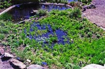 Vernal Pool Picture #2