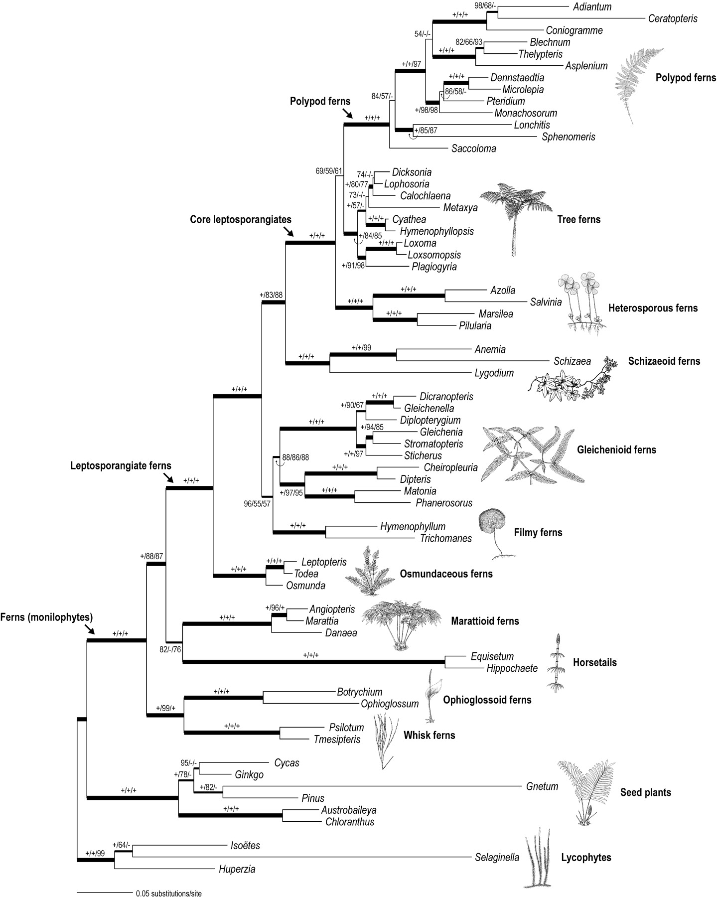 IB168 - Systematics of Vascular Plants