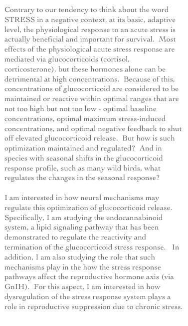 Contrary to our tendency to think about the word STRESS in a negative context, at its basic, adaptive level, the physiological response to an acute stress is actually beneficial and important for survival.  Most effects of the physiological acute stress response are mediated via glucocorticoids (cortisol, corticosterone), but these hormones alone can be detrimental at high concentrations.  Because of this, concentrations of glucocorticoid are considered to be maintained or reactive within optimal ranges that are not too high but not too low - optimal baseline concentrations, optimal maximum stress-induced concentrations, and optimal negative feedback to shut off elevated glucocorticoid release.  But how is such optimization maintained and regulated?  And in species with seasonal shifts in the glucocorticoid response profile, such as many wild birds, what regulates the changes in the seasonal response?  I am interested in how neural mechanisms may regulate this optimization of glucocorticoid release.  Specifically, I am studying the endocannabinoid system, a lipid signaling pathway that has been demonstrated to regulate the reactivity and termination of the glucocorticoid stress response.   In addition, I am also studying the role that such mechanisms play in the how the stress response pathways affect the reproductive hormone axis (via GnIH).  For this aspect, I am interested in how dysregulation of the stress response system plays a role in reproductive suppression due to chronic stress.