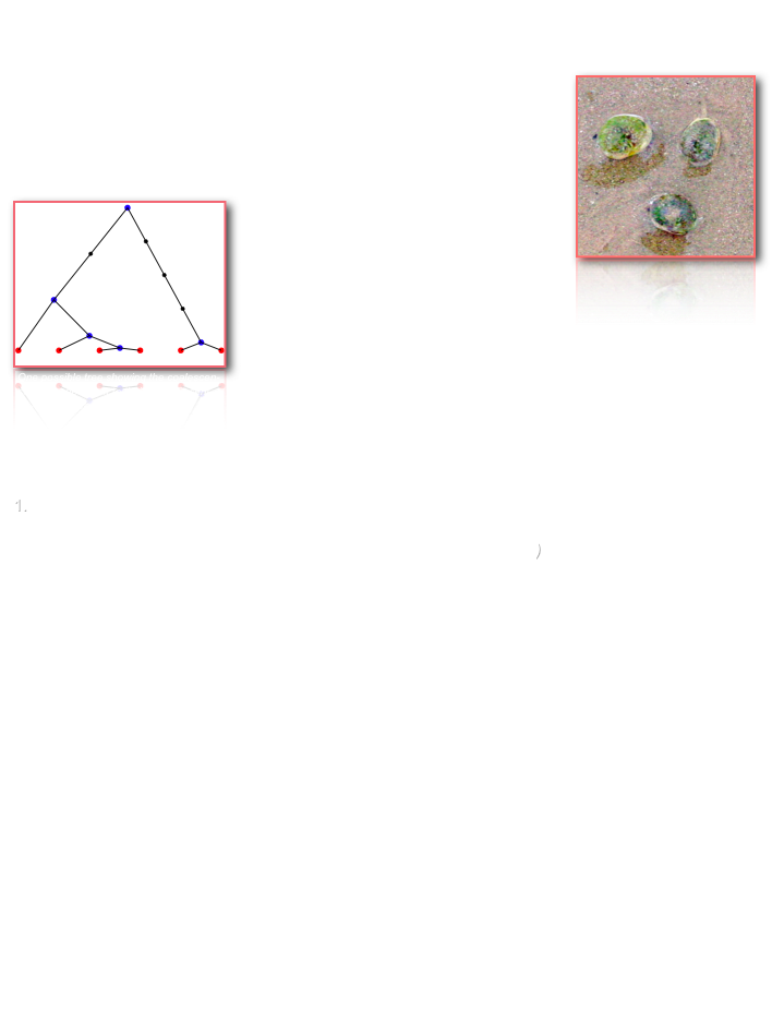 Research TopicsI use population genetics and computer simulations to address ecological questions, in the field of the dynamics of species distribution in coastal ecosystems.￼
During my PhD, I mostly studied the marine gastropod Cyclope neritea. I tried to understand the impact of interactions between natural processes (e.g. “migration against selection” process, glaciation periods...) and human actions (e.g. trade, shellfish culture, global warming...) on (i) stable and unstable natural populations and (ii) on introduced ￼populations. Therefore, I use levels and structures of mitochondrial and nuclear polymorphisms to infer the history of populations. 
As a post-doc, I am now developing a simulation program based on the coalescent theory in order to study the consequences of complex demographic￼ and evolutive histories on the genetic diversity of populations.


My short publication list...
Simon-Bouhet B., P. Garcia-Meunier & F. Viard (2006). Mitochondrial gene genealogies provide evidence for multiple geographical origins for Cyclope neritea (Nassaridae) populations recently recorded in France. Molecular Ecology, 15: 1699-1711. (Download pdf)
Simon-Bouhet B., C. Daguin, P. Garcia-Meunier & F. Viard (2005). Polymorphic microsatellites for the study of newly-established populations of the gastropod Cyclope neritea. Molecular Ecology Notes, 5: 121-123. (Download pdf)
Bachelet G., B. Simon-Bouhet, C. Desclaux, P. Garcia-Meunier, G. Mairesse, X. de Montaudouin, H. Raigné, K. Randriambao, P. Sauriau & F. Viard (2004). Invasion of the eastern coasts of the Bay of Biscay by the nassariid gastropod Cyclope neritea : origin and effects on resident fauna. Marine Ecology Progress Series, 276: 147-159. (Download pdf)
Blanchard G. F., B. Simon-Bouhet & J.-M. Guarini (2002). Properties of the dynamics of intertidal microphytobenthic biomass. Journal of Marine Biology Association of the United Kingdom, 82: 4077/1-2. (Downlad pdf)

To be continued by the following, hopefully!
Simon-Bouhet B., P. Garcia-Meunier & F. Viard. The genus Cyclope : a mitochondrial marker to discriminate two species. Submitted in Molecular Ecology Notes
Garcia-Meunier P., P.-Y. Pascal, V. Becquet & B. Simon-Bouhet. Invasion by the marine gastropod Ocinebrellus inornatus in France. IV: is there a relationship with the low genetic diversity of the local drill, Ocenebra erinacea ? Submitted in Journal of Sea Research
Simon-Bouhet B., P. Garcia-Meunier & F. Viard. Phylogeography of the nassariid gastropod Cyclope neritea : comparison between mitonchondrial and nuclear markers. In prep.
