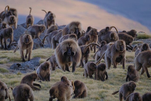 Troop of Gelada monkies