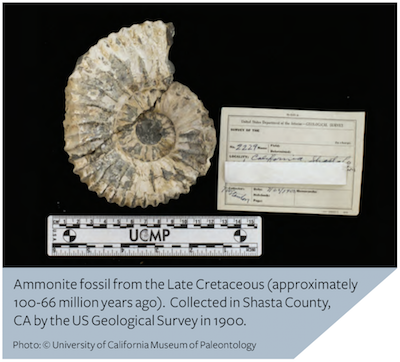 Ammonite fossil from the Late Cretaceous period