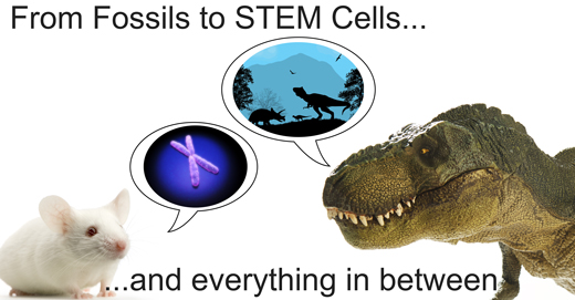 From Fossils to STEM Cells and everything in between