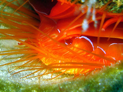 Disco Clam