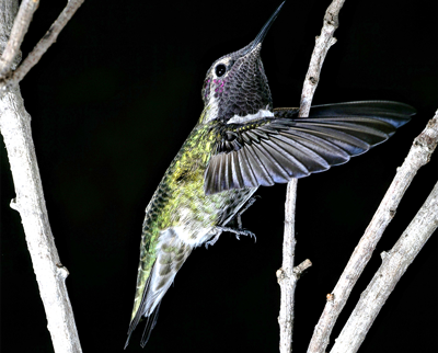 hummingbird.450.png