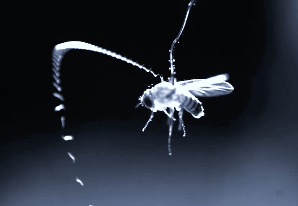 Insect attracting nematode with static, credit Victor Ortega Jiménez