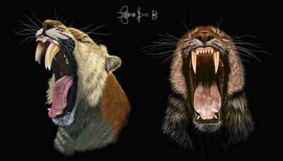 An illustration of the fangs of Smilodon fatalis, a saber toothed tiger