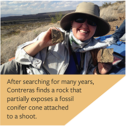 Cantreras find a rock that partially exposes as fossil conifer cone attached to a shoot