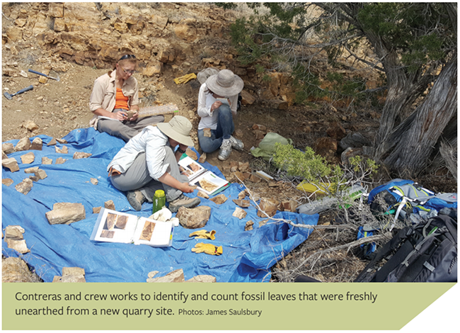 Contreras and crew works to identify and count fossil leaves that were freshly unearthed from a new Quarry site