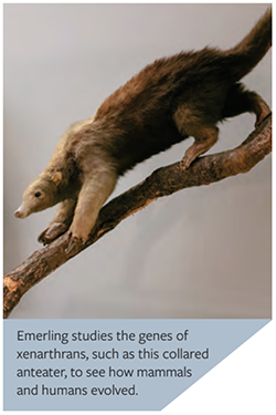 Emerling studies the genes of xenarthrans, such as this collared anteater