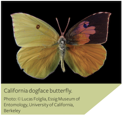 California dogface butterfly