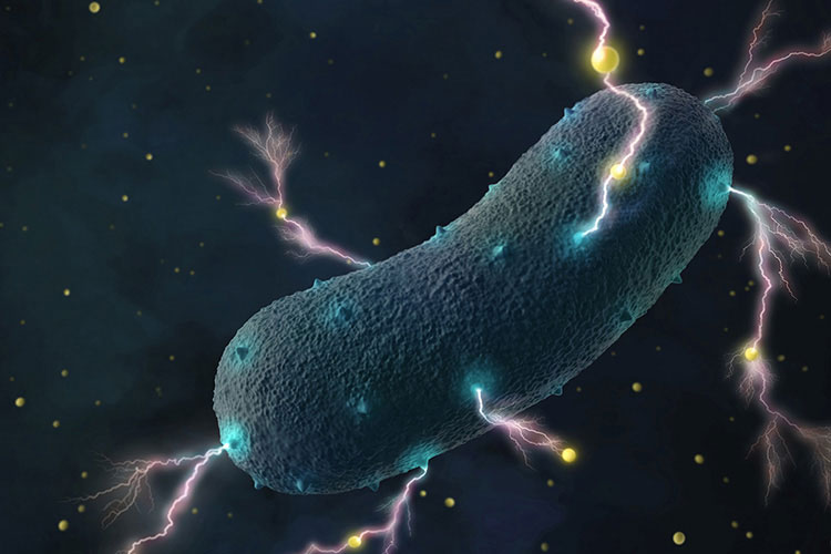 Amy Cao bacteria illustration