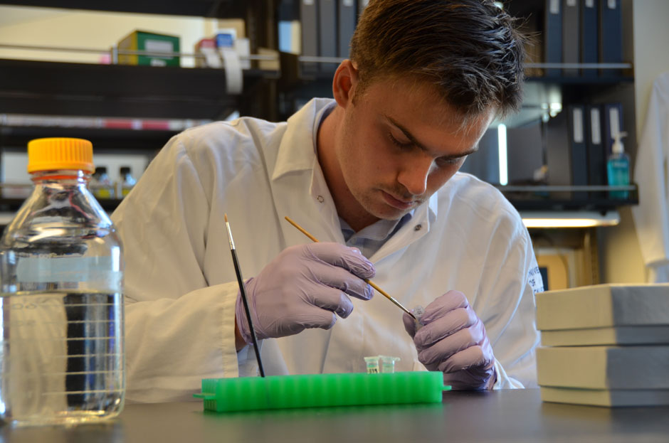 Ehrenberg preparing brain tissue for immunohistological study (PC Ben Ailes)