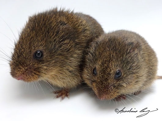 Voles