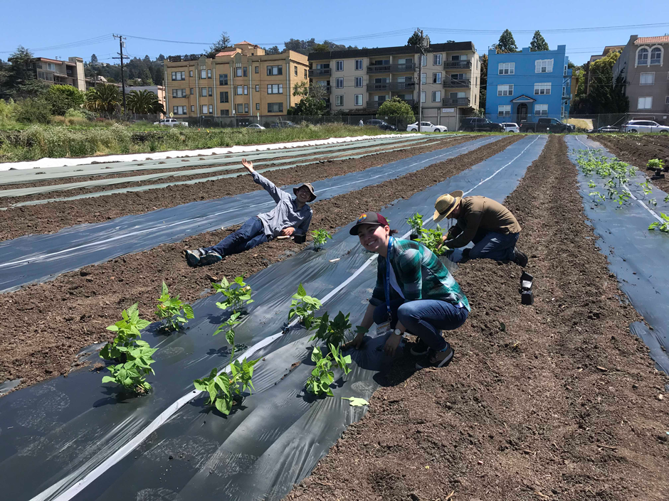 Hernandez_planting