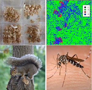 4 image panels with crumbs?, dots in a graph, squirrel, mosquito