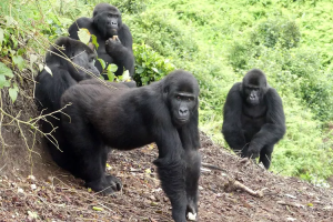 The four female gorillas released into the wild. Photo credit: GRACE