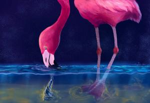 Flamingos feed by dragging their flattened beaks forward along the bottom of shallow lakes. To increase the efficiency of feeding, they stomp dance to churn the bottom, create an upwelling vortex with their heads and clap their beaks constantly to draw food, like brine shrimp, into their mouths. Aztli Ortega