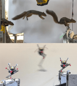 Squirrel and Robot landing photo.