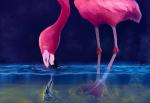 Flamingos feed by dragging their flattened beaks forward along the bottom of shallow lakes. To increase the efficiency of feeding, they stomp dance to churn the bottom, create an upwelling vortex with their heads and clap their beaks constantly to draw food, like brine shrimp, into their mouths. Aztli Ortega