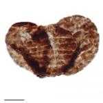 Fossilized pollen grain 