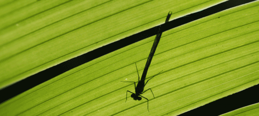 Damselfly on a leaf