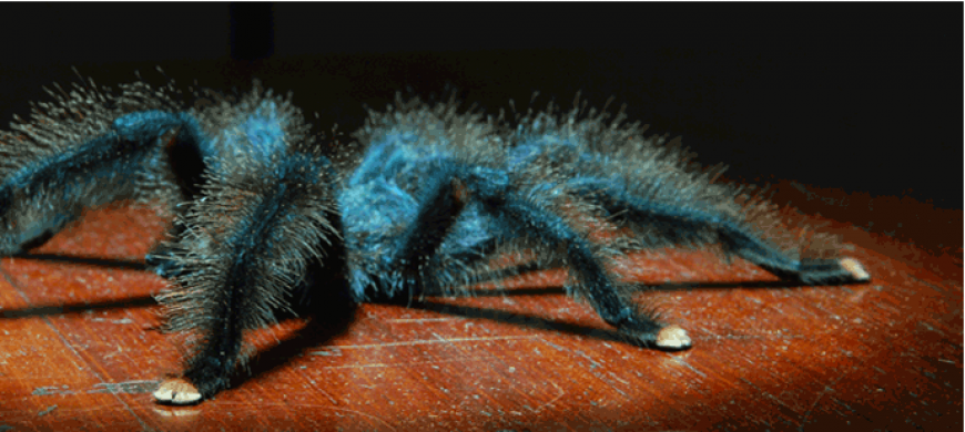 Dark colored trantula with pink feet