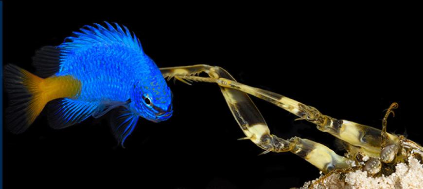 A small spearing stomatopod catches a yellow-tailed damsel fish that wandered too close to the mantis shrimp's burrow