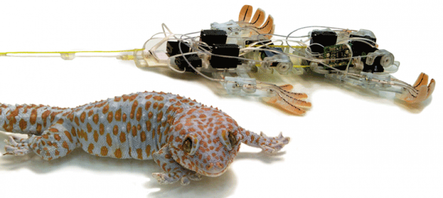 Robot together with Gecko it mimics