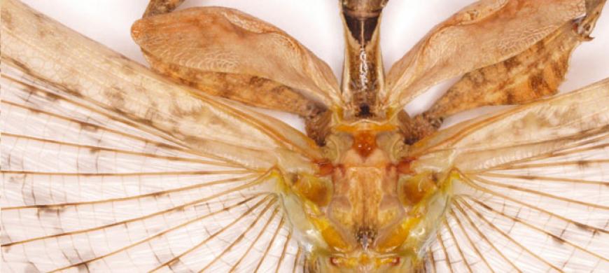 sylized image of what looks like part of a bug