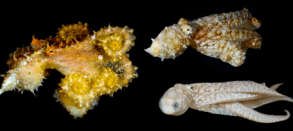 Three Cephalopods with different forms