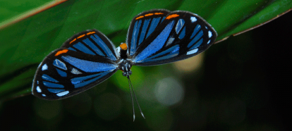 Blue Butterfly