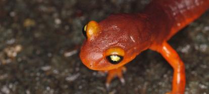 Orange salamander with yellow eyes