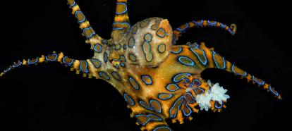 Octopus with blue rings